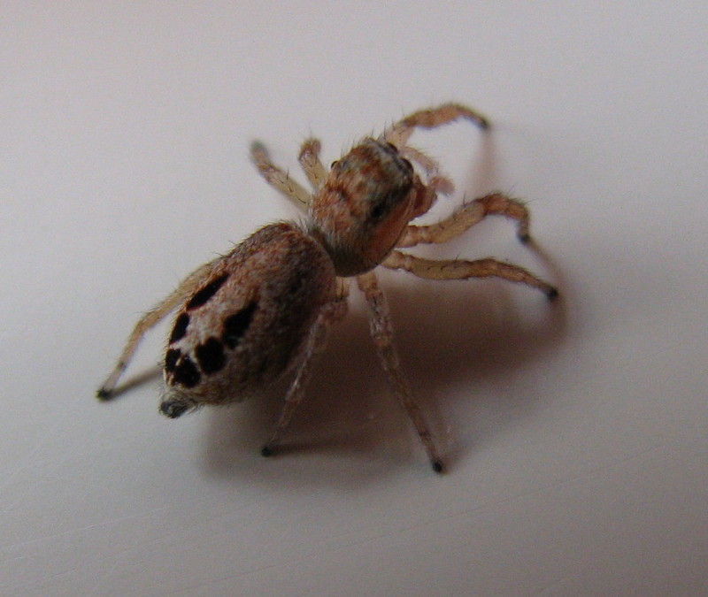 Ragnetto bresciano (Icius sp.)